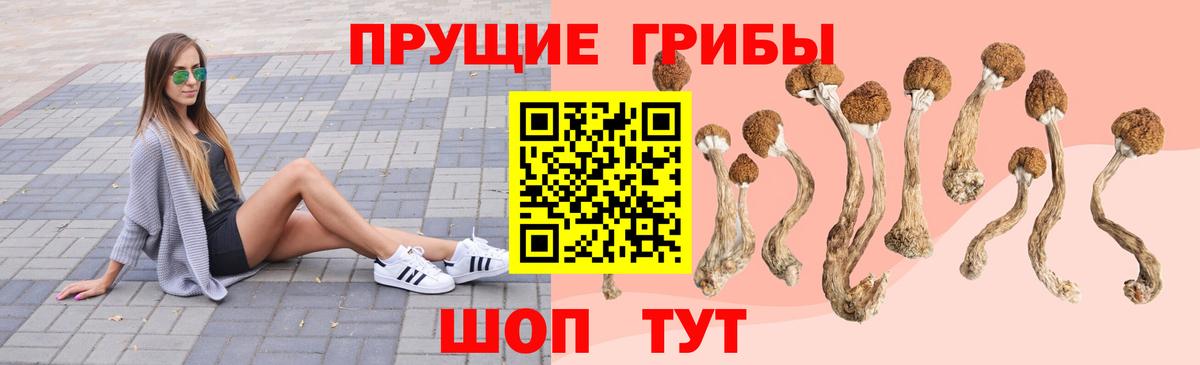 Псилоцибиновые грибы Psilocybine cubensis Омск